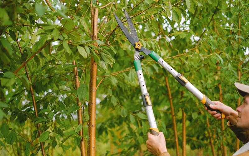 Tree trimming in Grenora, ND